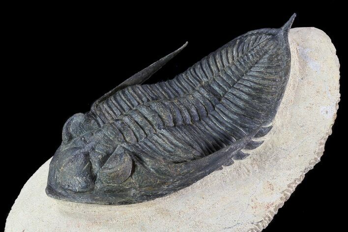 Zlichovaspis Trilobite - Atchana, Morocco #72890